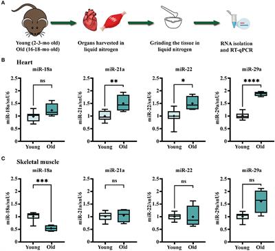 MiR-29a Increase in Aging May Function as a Compensatory Mechanism Against Cardiac Fibrosis Through SERPINH1 Downregulation